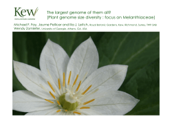 The largest genome of them all?