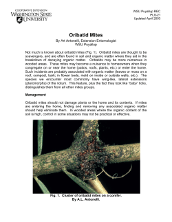 Oribatid Mites