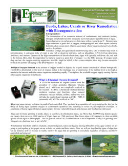 Ponds, Lakes, Canals or River Remediation with Bioaugmentation