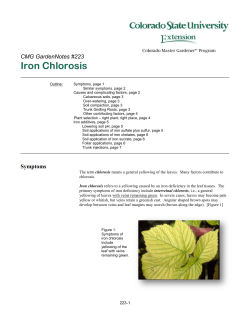 Iron Chlorosis - Colorado State University Extension