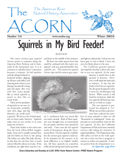 Squirrels in My Bird Feeder!