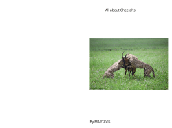 Cheetahs by Martavis