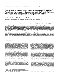 The Stroma of Higher Plant Plastids Contain ClpP