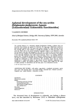 Apluteal development of the sea urchin