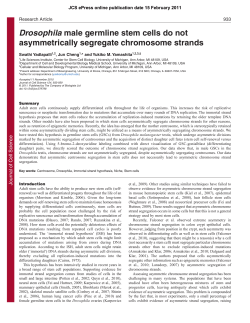 Drosophila male germline stem cells do not asymmetrically