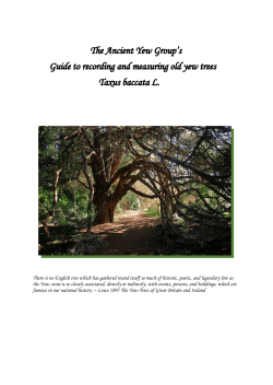 Measuring Yews - Ancient Yew Group