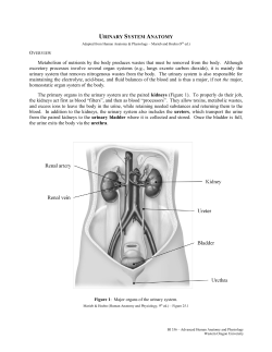 URINARY SYSTEM ANATOMY - Western Oregon University