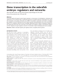 Gene transcription in the zebrafish embryo