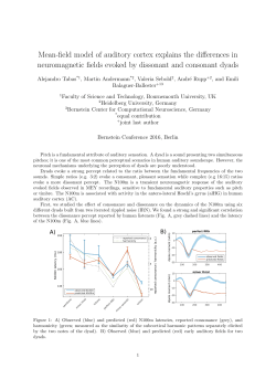 Mean-field model of auditory cortex explains the differences in