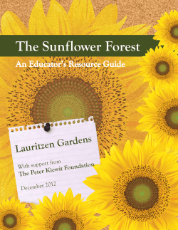 The Sunflower Forest