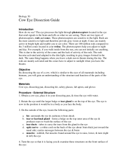 Cow Eye Dissection Guide