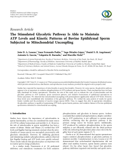 The Stimulated Glycolytic Pathway Is Able to Maintain ATP Levels