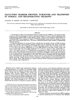 olfactory marker protein: turnover and transport in normal and