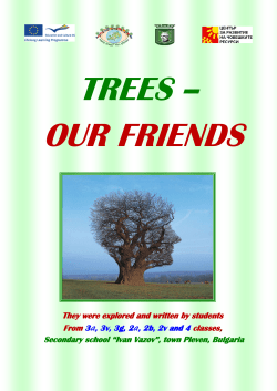 Old trees in the world