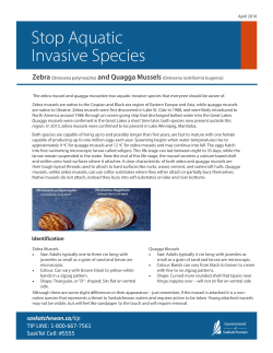 Zebra and Quagga Mussels Fact Sheet