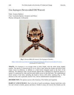 Gea heptagon (Seven-sided Orb Weaver)