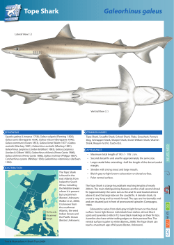 Tope Shark Galeorhinus galeus