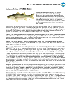 Saltwater Fishing: STRIPED BASS
