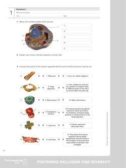 FOSTERING INCLUSION AND DIVERSITY