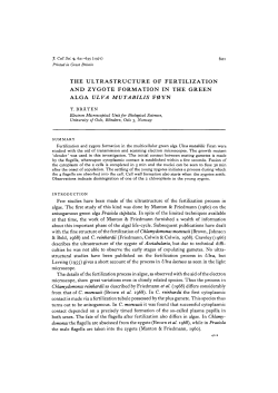the ultrastructure of fertilization and zygote formation in the green