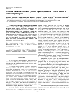 Isolation and Purification of Tyrosine Hydroxylase from Callus