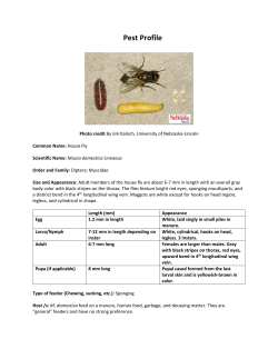 House fly - UNL Entomology - University of Nebraska&ndash;Lincoln