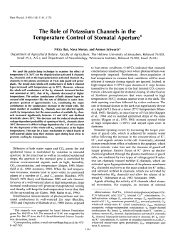 The Role of Potassium Channels in the Temperature Control