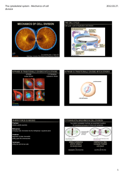 MECHANICS OF CELL DIVISION