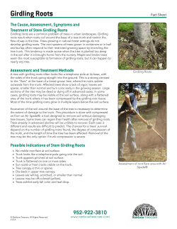 Girdling Roots - Rainbow Treecare