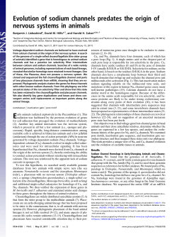 Evolution of sodium channels predates the origin of nervous