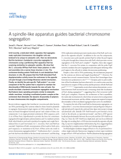 A spindle-like apparatus guides bacterial chromosome segregation