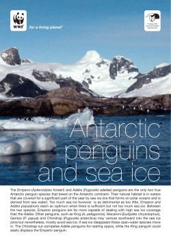 Antarctic penguins and sea ice