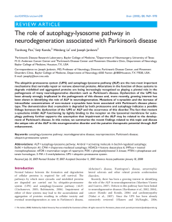 The role of autophagy-lysosome pathway in