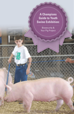 A Champions Guide to Youth Swine Exhibition