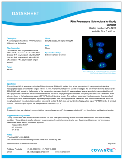 RNA Polymerase II Monoclonal Antibody Sampler