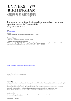 An Injury paradigm to investigate central nervous system repair in