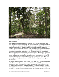 Sandhill - (synonyms: longleaf pine