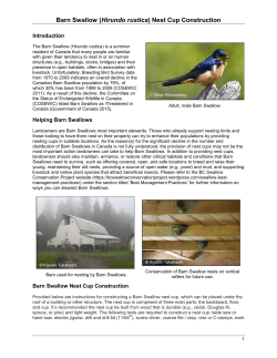 Barn Swallow (Hirundo rustica) Nest Cup