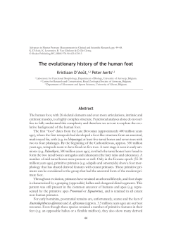 The evolutionary history of the human foot