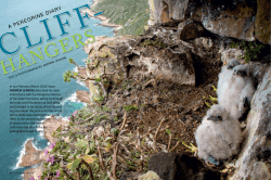 a peregrine diary
