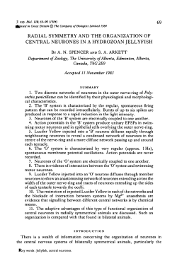 radial symmetry and the organization of central