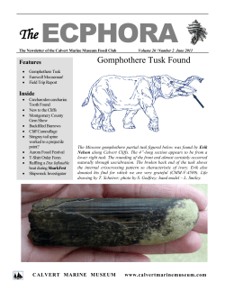 The Ecphora - Calvert Marine Museum