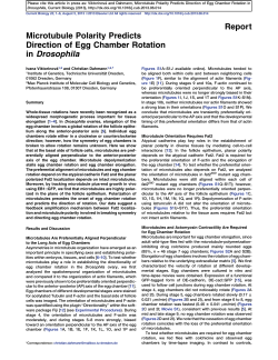 Microtubule Polarity Predicts Direction of Egg Chamber