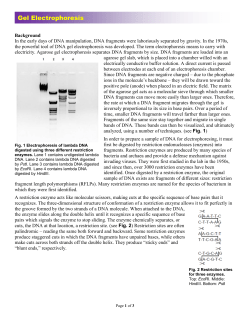 Gel Electrophoresis