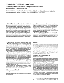 Endothelial Cell Membranes Contain Podocalyxin