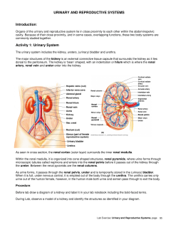 URINARY AND REPRODUCTIVE SYSTEMS Introduction: Activity 1