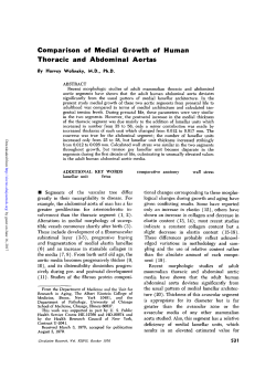 Comparison of Medial Growth of Human Thoracic and Abdominal