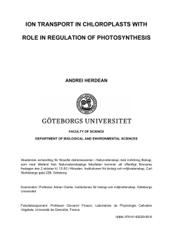 ion transport in chloroplasts with role in regulation of