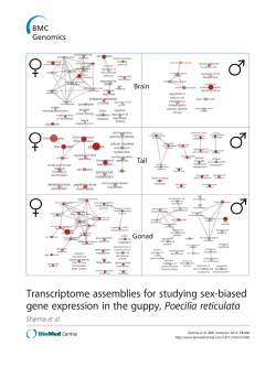 Transcriptome assemblies for studying sex-biased