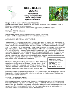 KEEL-BILLED TOUCAN